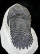 Hollardops Trilobite - Foum Zguid, Morocco #27591-2